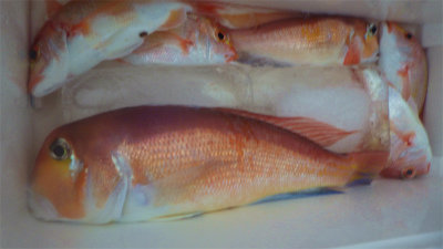 レンコダイ(キダイ)・アマダイ(アカアマダイ)