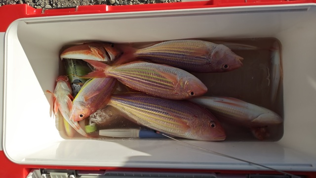 イトヨリ(イトヨリダイ)