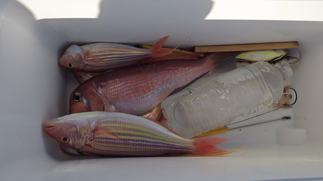 アマダイ(アカアマダイ)