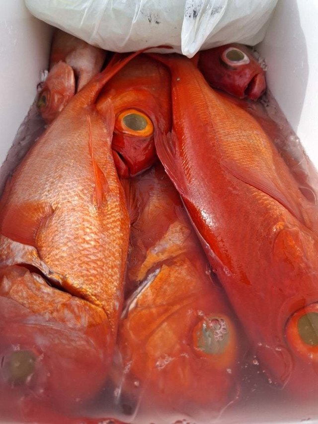 キンメ(キンメダイ)