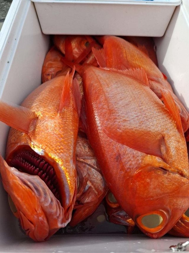 キンメ(キンメダイ)