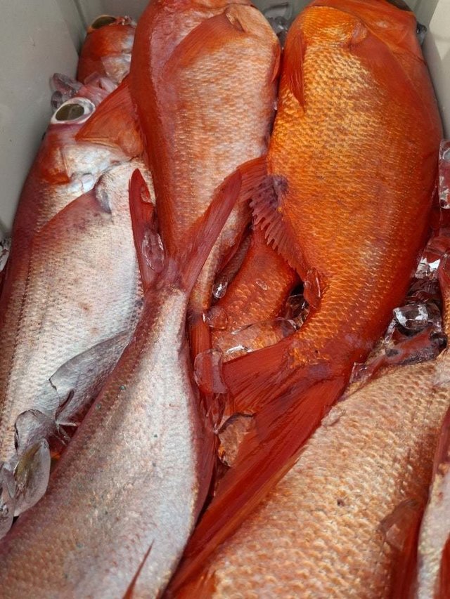 キンメ(キンメダイ)