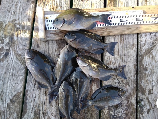 オナガグレ(クロメジナ)