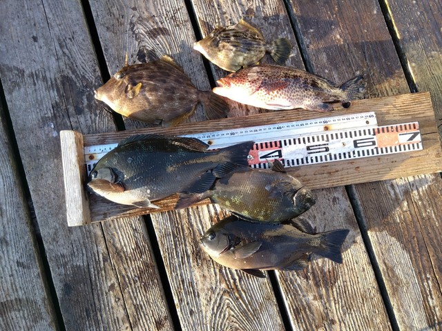 グレ(メジナ)・オオモンハタ・カワハギ