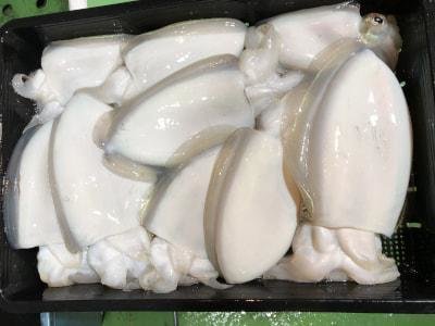 モンゴウイカ(カミナリイカ)