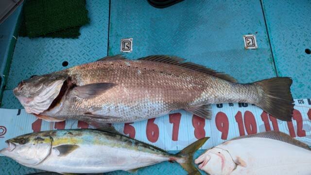 ブリ・オオニベ・ヒラメ