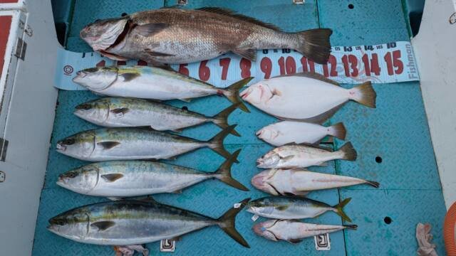 ブリ・オオニベ・コチ(マゴチ)・ヒラメ