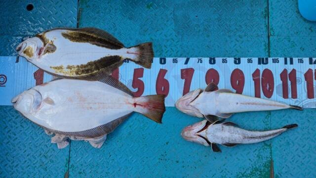 コチ(マゴチ)・ヒラメ