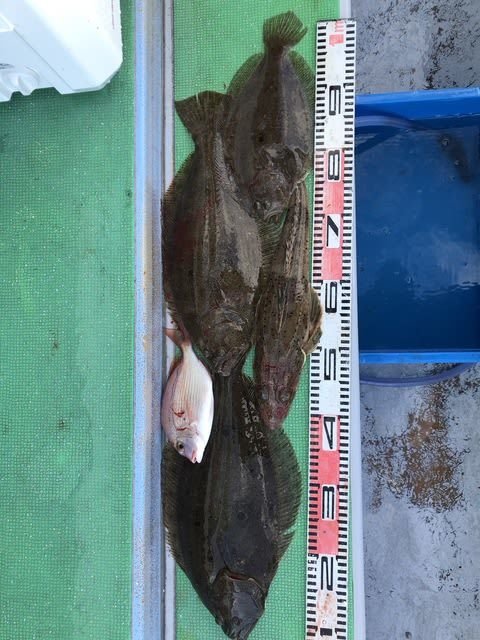 マダイ・ワニゴチ・ヒラメ