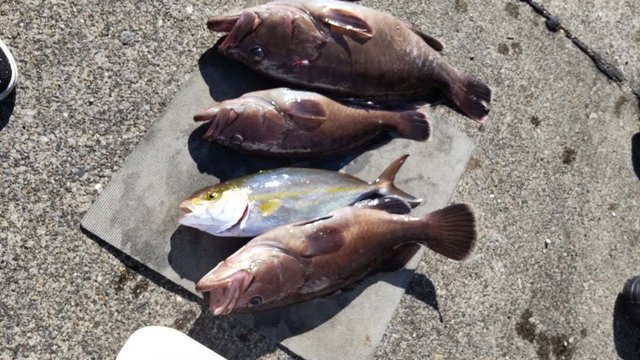 マハタ・カンパチ