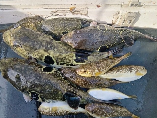 トラフグ・ショウサイフグ