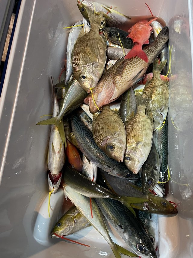 オオモンハタ・メイチダイ