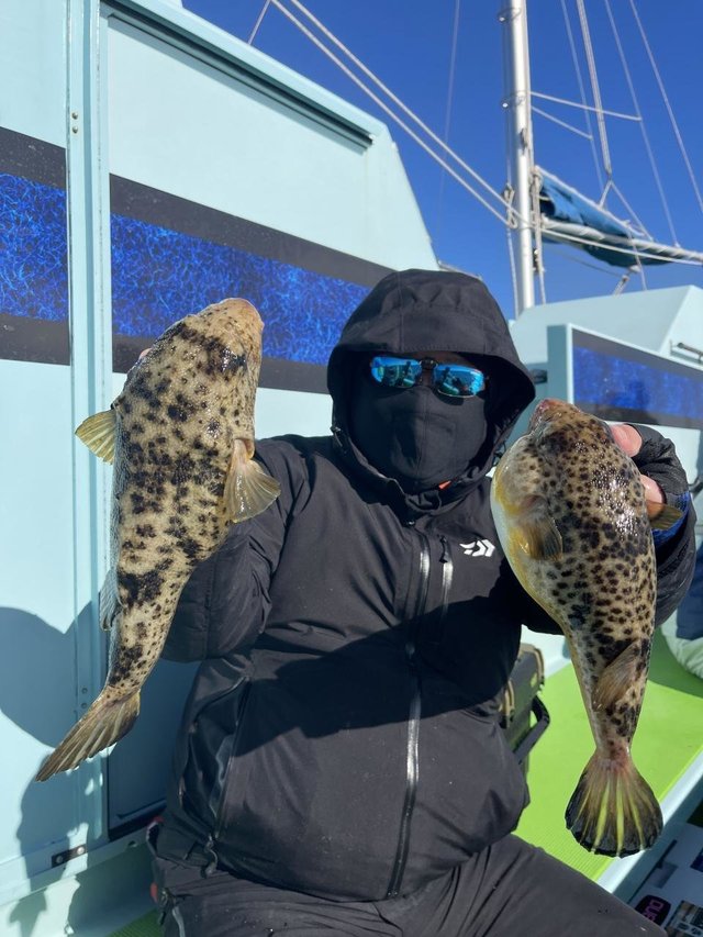 フグ(アカメフグ)