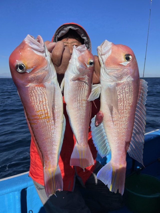 アマダイ(アカアマダイ)