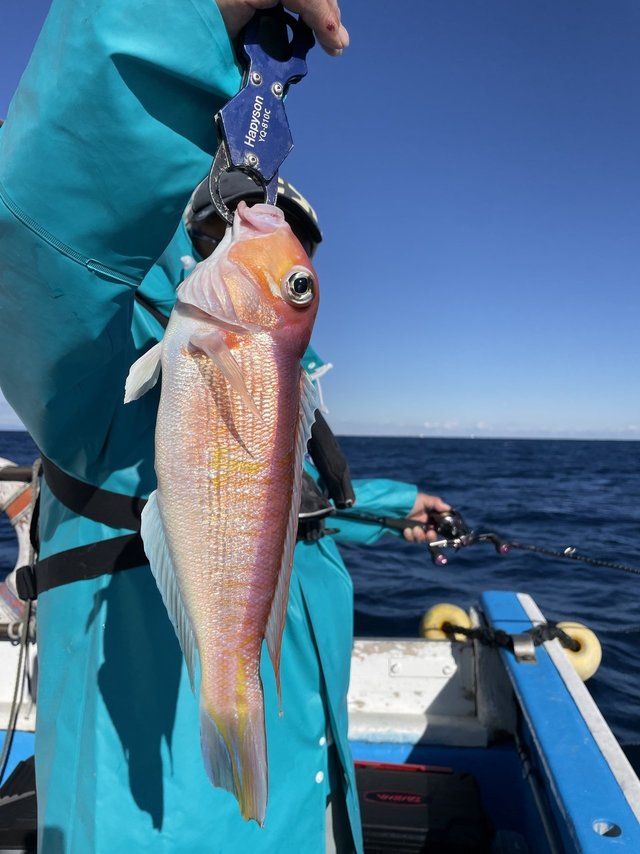 アマダイ(アカアマダイ)