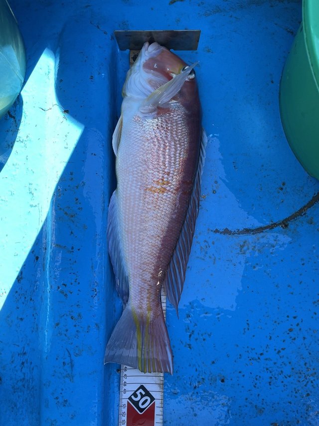 アマダイ(アカアマダイ)