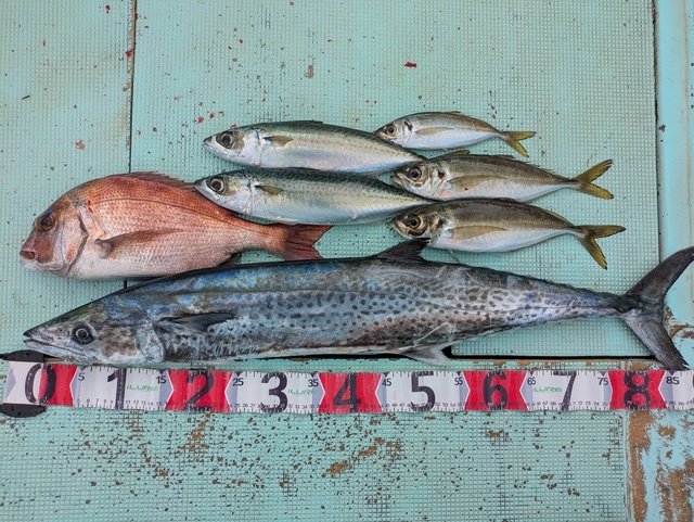 タイ(マダイ)・アジ(マアジ)・マサバ・サワラ