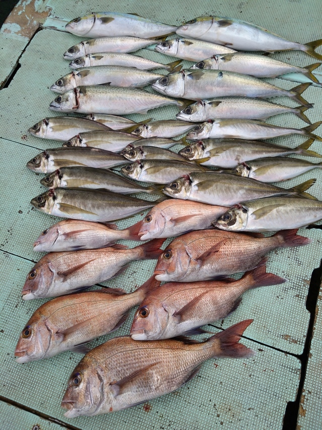 タイ(マダイ)・アジ(マアジ)・ハマチ(ブリ)・サバ(マサバ)