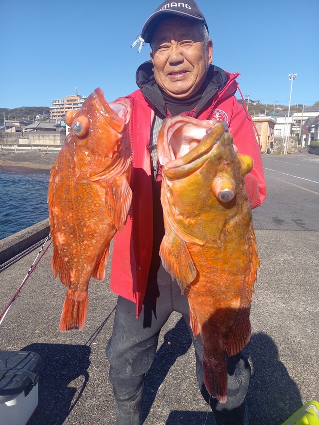 カンコ(ウッカリカサゴ)