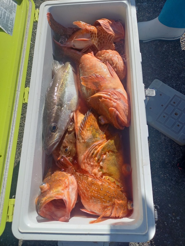 オニカサゴ・カンコ(ウッカリカサゴ)