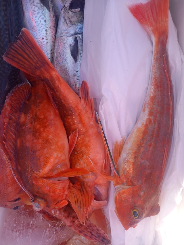 カンコ(ウッカリカサゴ)