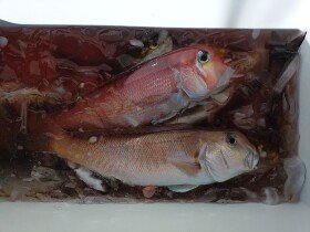 アカアマダイ・シロアマダイ