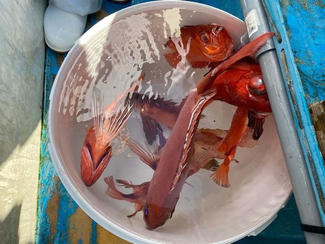 キントキ(チカメキントキ)