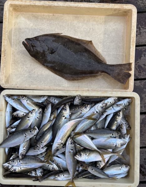 アジ(マアジ)・ヒラメ