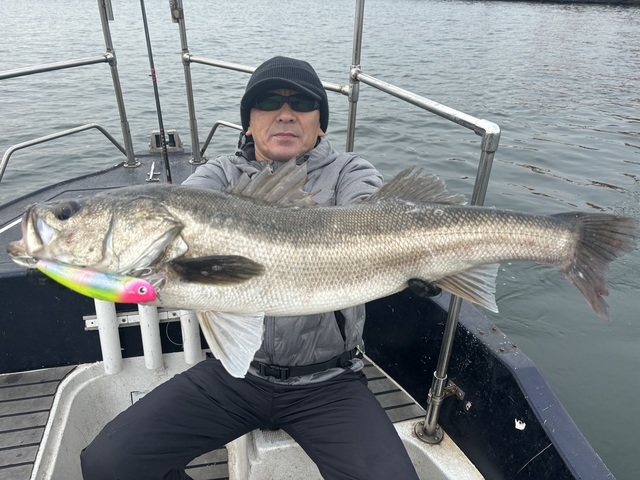 シーバス(スズキ)