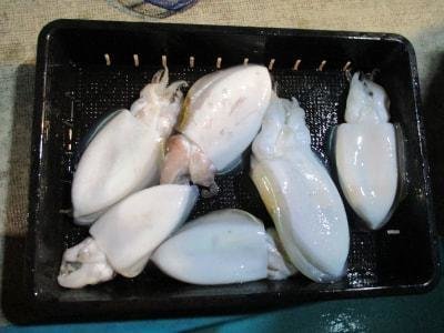 モンゴウイカ(カミナリイカ)