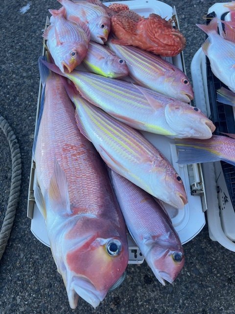 レンコダイ(キダイ)・アマダイ(アカアマダイ)・イトヨリダイ・オニカサゴ