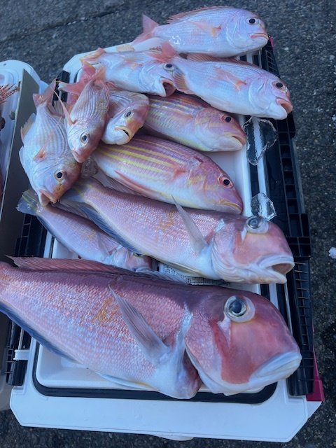 アマダイ(アカアマダイ)・イトヨリダイ