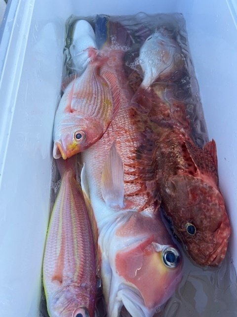 レンコダイ(キダイ)・アマダイ(アカアマダイ)・イトヨリダイ・オニカサゴ