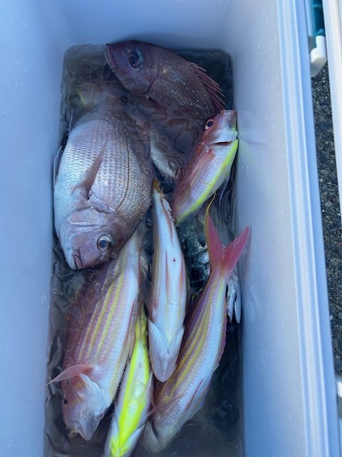 クロダイ・マハタ・サバ(ゴマサバ)