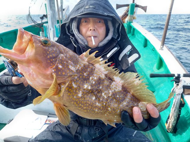 アコウ(キジハタ)