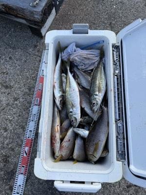 マダイ・マアジ・イサギ(イサキ)