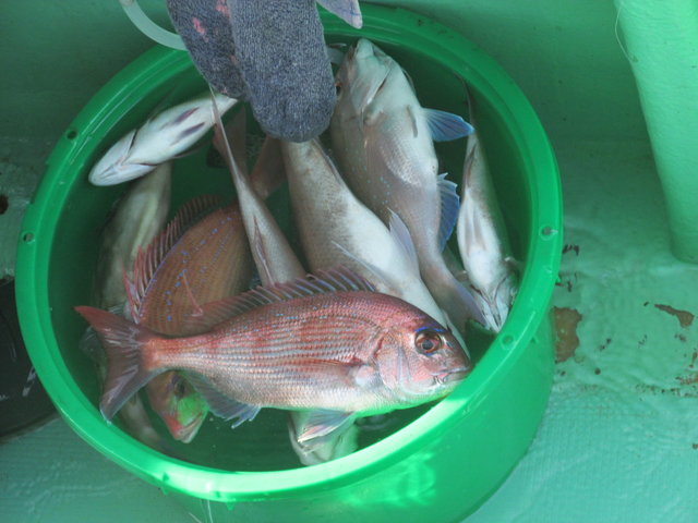 ハナダイ(チダイ)