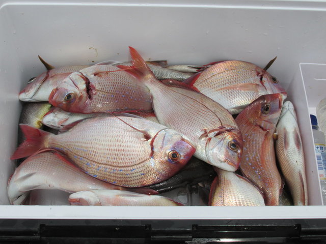 ハナダイ(チダイ)