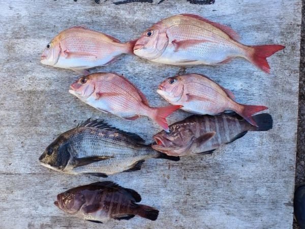 マダイ・クロダイ・ハタ(マハタ)