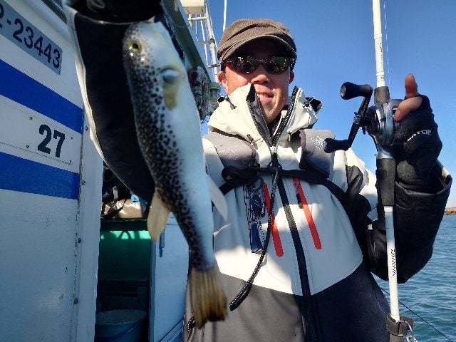 ショウサイフク(ショウサイフグ)