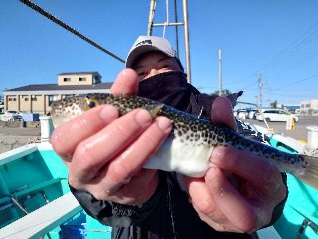 ショウサイフク(ショウサイフグ)