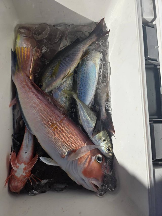 マダイ・イサキ