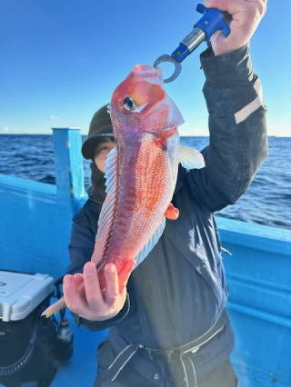 アマダイ(アカアマダイ)