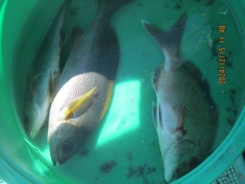 マダイ・イサキ・スミヤキ(クロシビカマス)