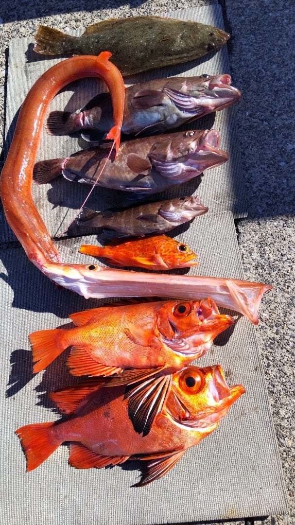 マハタ・キントキ(チカメキントキ)・カサゴ・ヒラメ・アカヤガラ