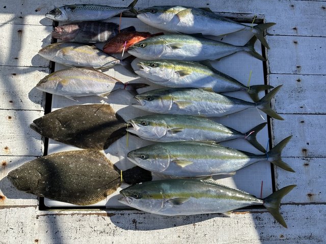 マハタ・イナダ(ブリ)・ショゴ(カンパチ)・カサゴ・ヒラメ・サバ(ゴマサバ)