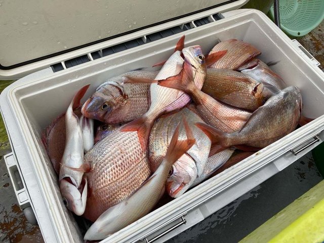 マダイ・ハナダイ(チダイ)・イサキ