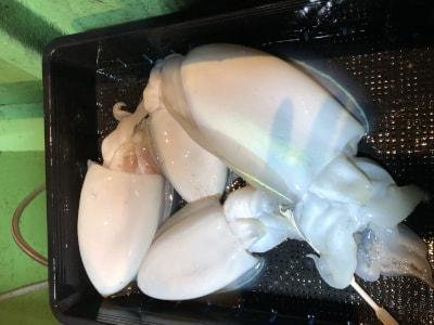 モンゴウイカ(カミナリイカ)