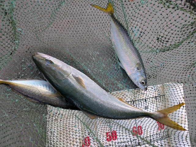 アジ(マアジ)・ハマチ(ブリ)・マサバ