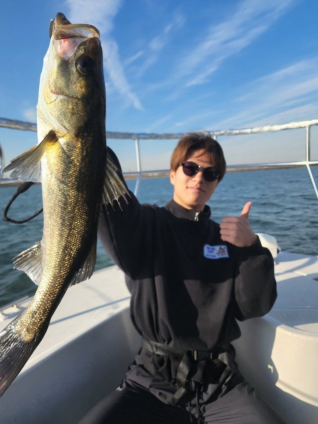 シーバス(スズキ)